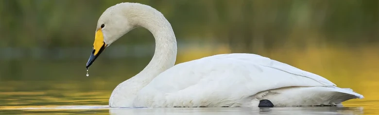 W złotym świetle na jeziorze widać łabędzia krzykliwego. Z jego dzioba kapie kropla wody.
