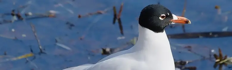 Mewa czarnogłowa. Widziany tutaj stojący na skale nad brzegiem wody. W letnim upierzeniu z czarną głową.
