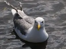 Mewa białogłowa