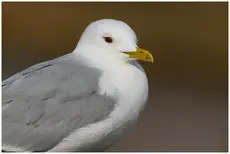 Mewa pospolita