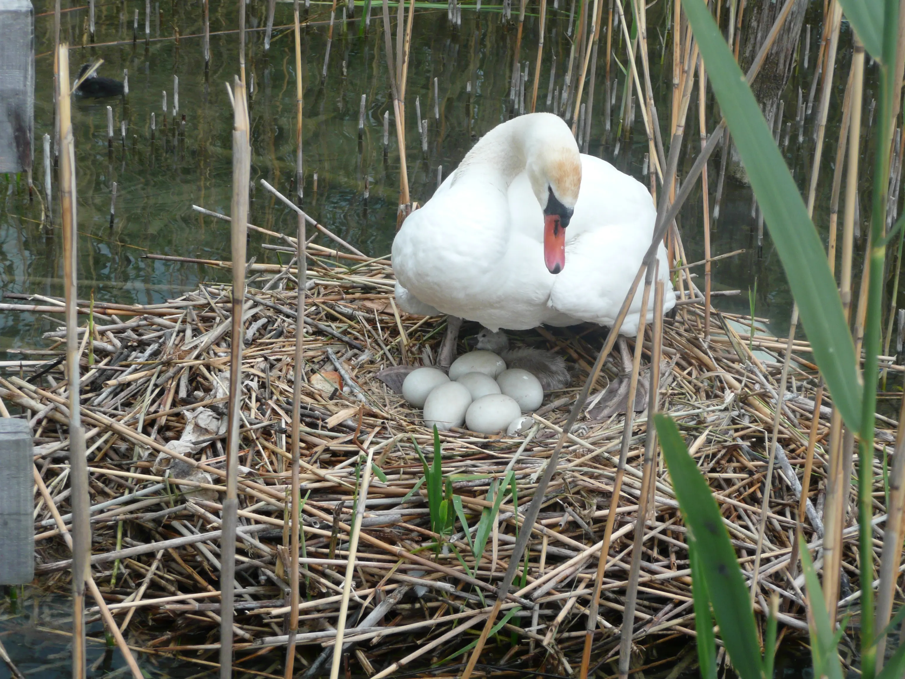 Łabędź niemy
