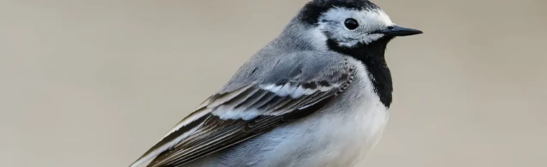 Pliszka siwa. Widziany tutaj z boku. Biało-szaro-czarne upierzenie wraz z długim, merdającym ogonem sprawiają, że jest bardzo łatwy do rozpoznania.
