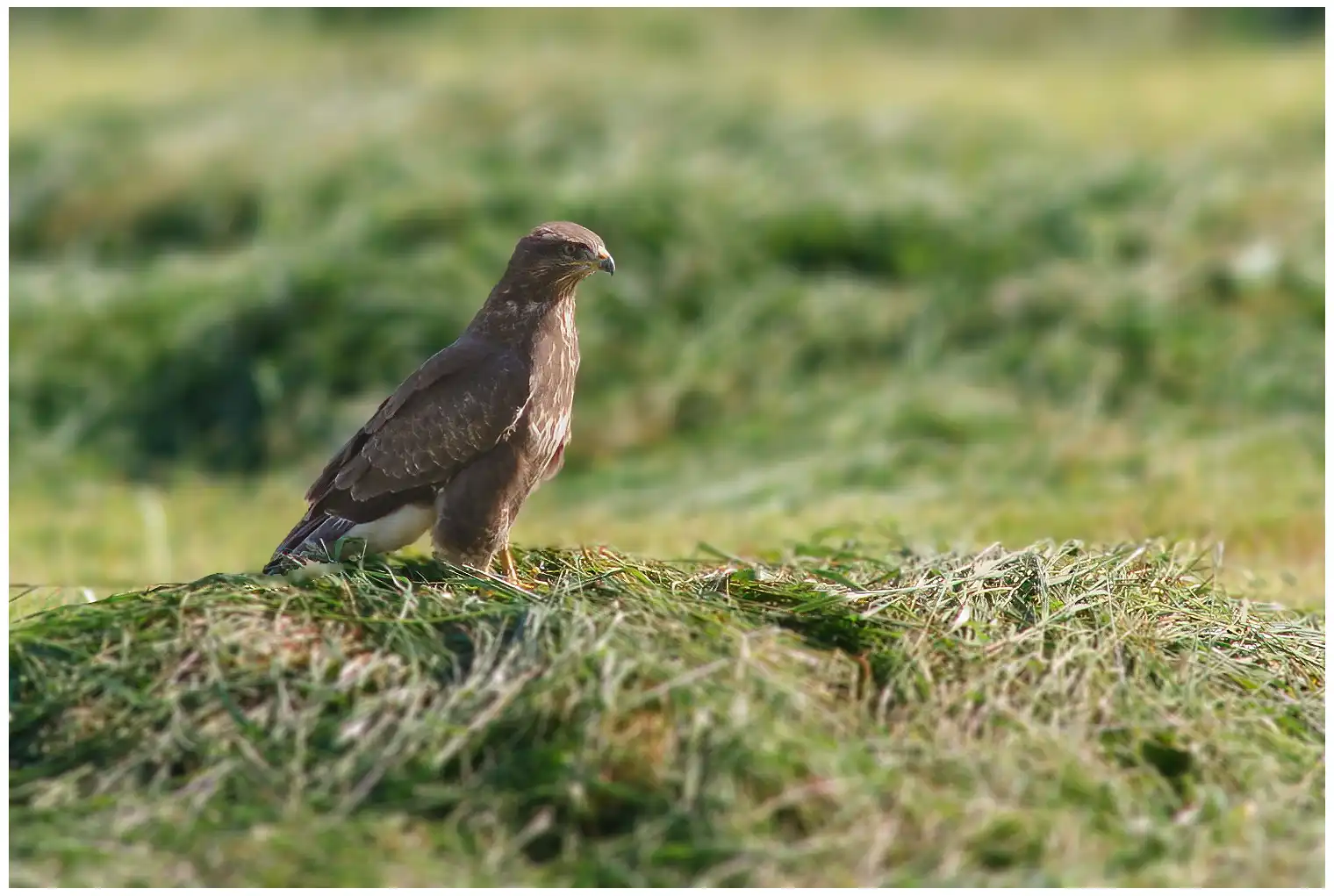 Myszołów
