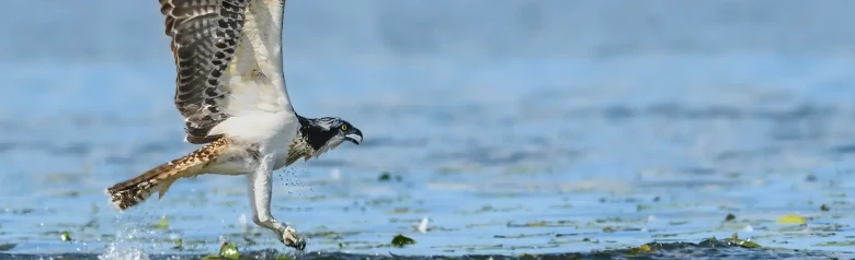 Rybołów. Leci nad powierzchnią wody. Wygląda na to, że właśnie złapał rybę w wodzie.