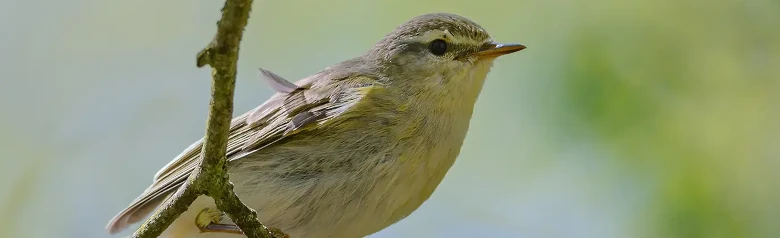 Piecuszek. (Phylloscopus trochilus) Siedzi na gałęzi. Jego stopy chwytają cienką gałązkę.