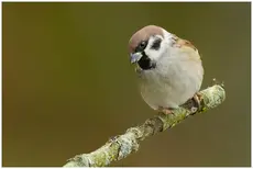 Mazurek