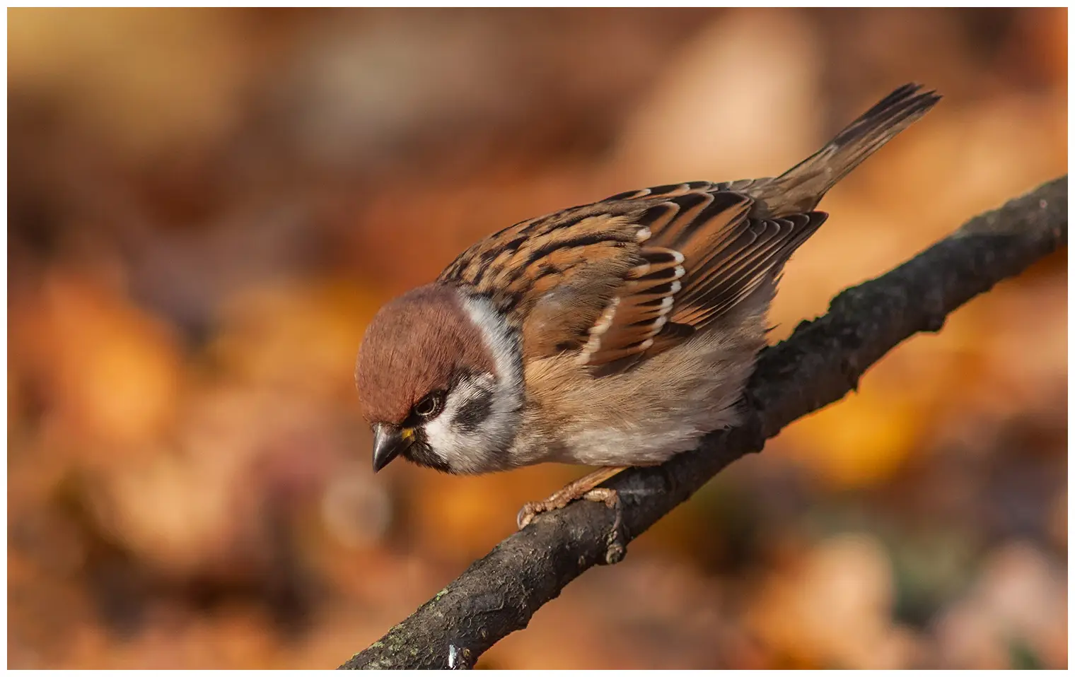 Mazurek