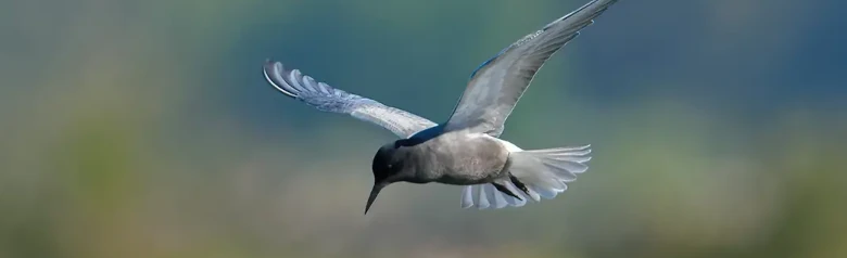 Rybitwa czarna