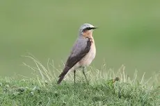 Białorzytka