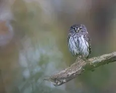 Sóweczka