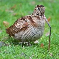 Słonka