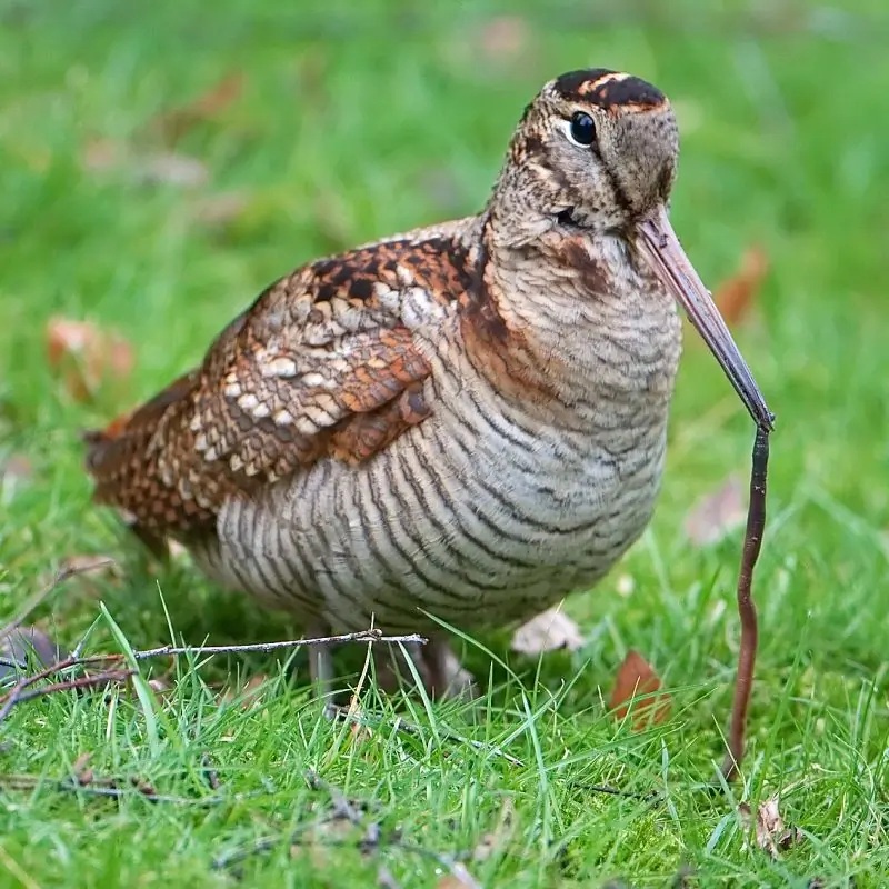 Słonka