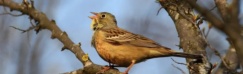 Ortolan