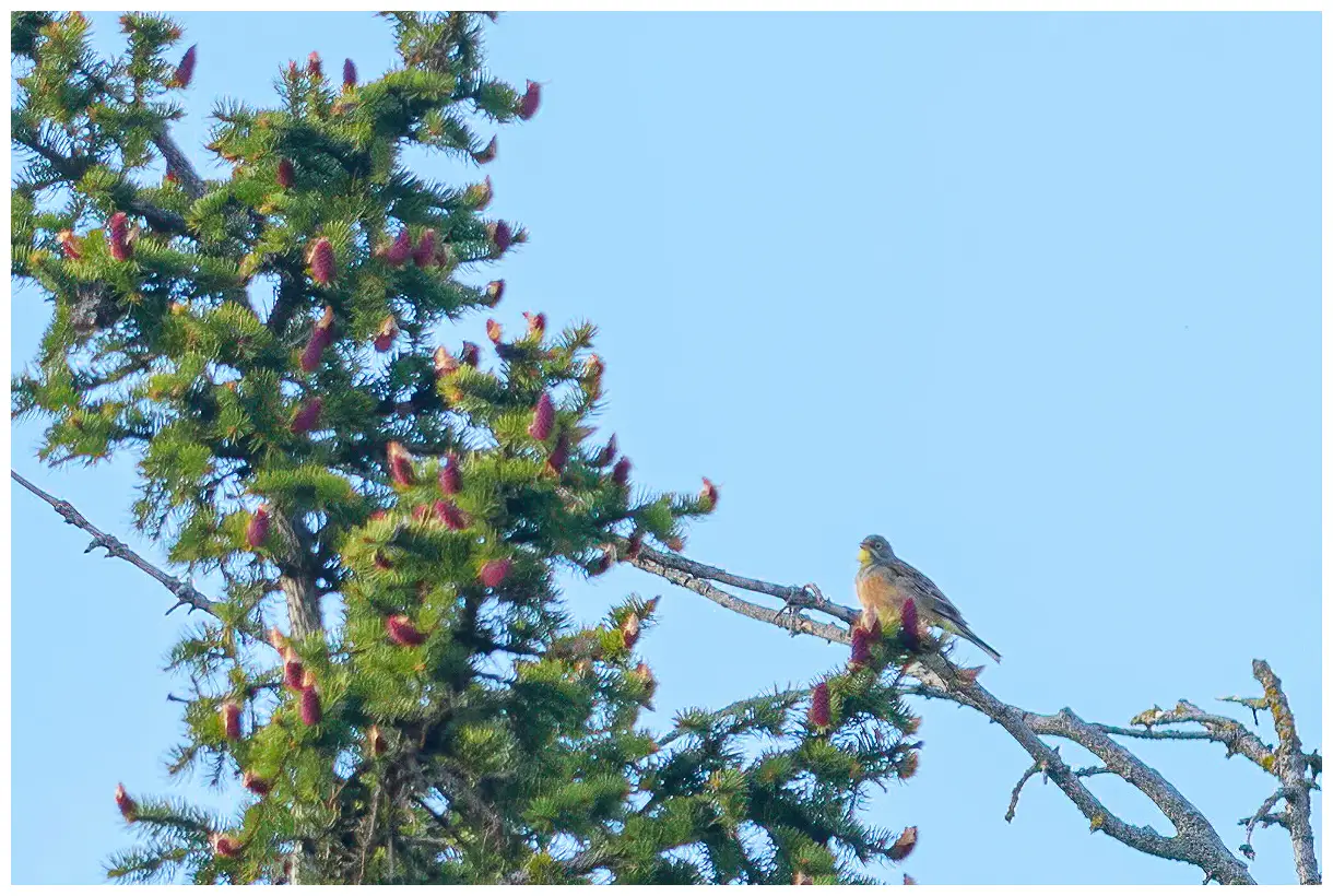 Ortolan