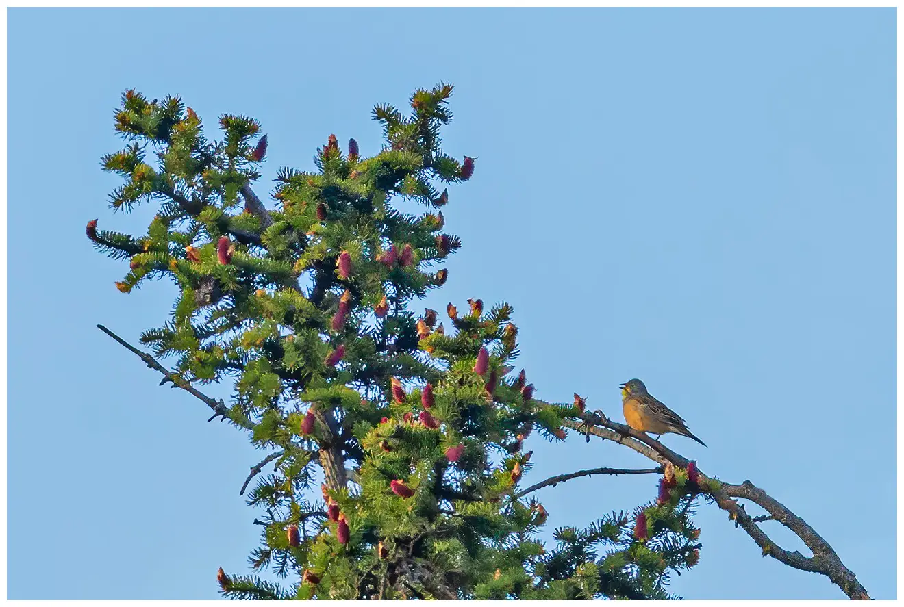Ortolan