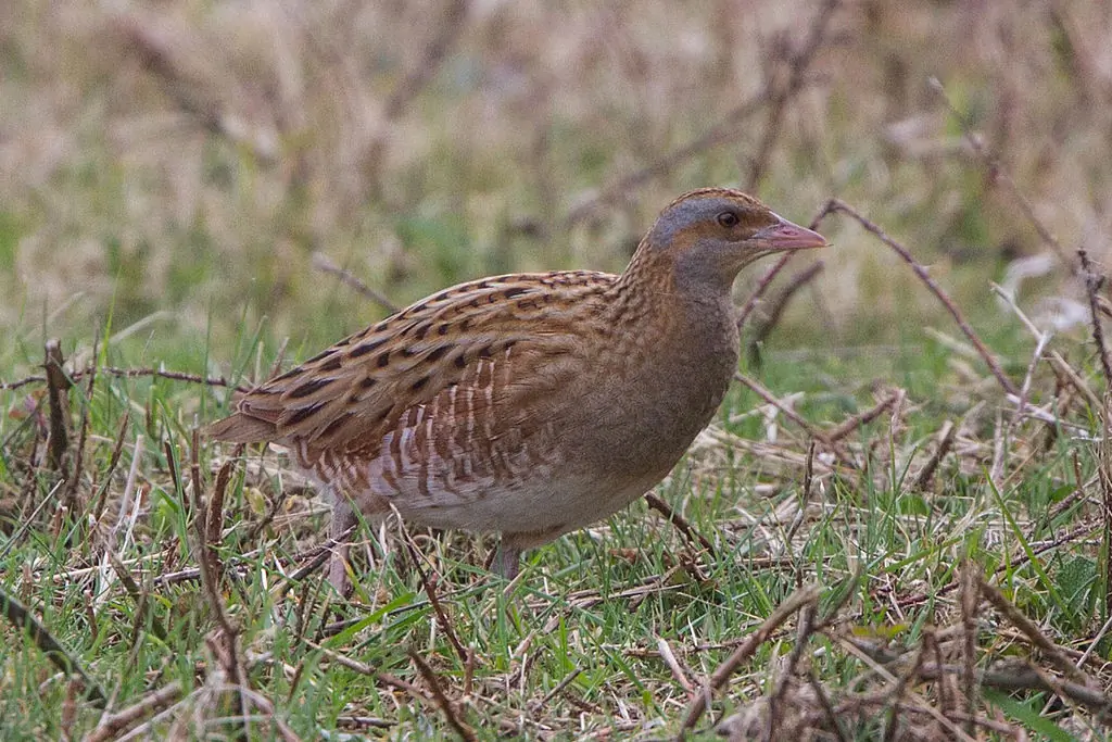 Derkacz