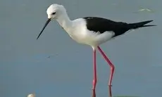 Szczudłak zwyczajny