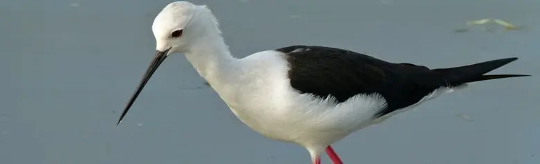 Szczudłak zwyczajny