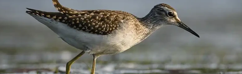 Łęczak