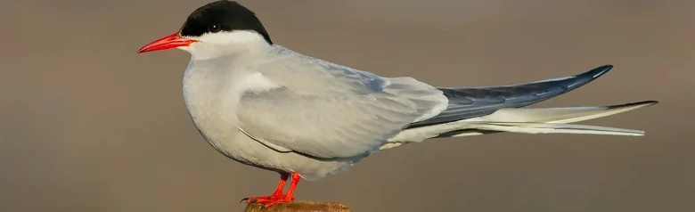 Rybitwa popielata