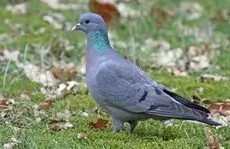 Siniak