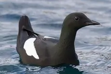 Nurnik