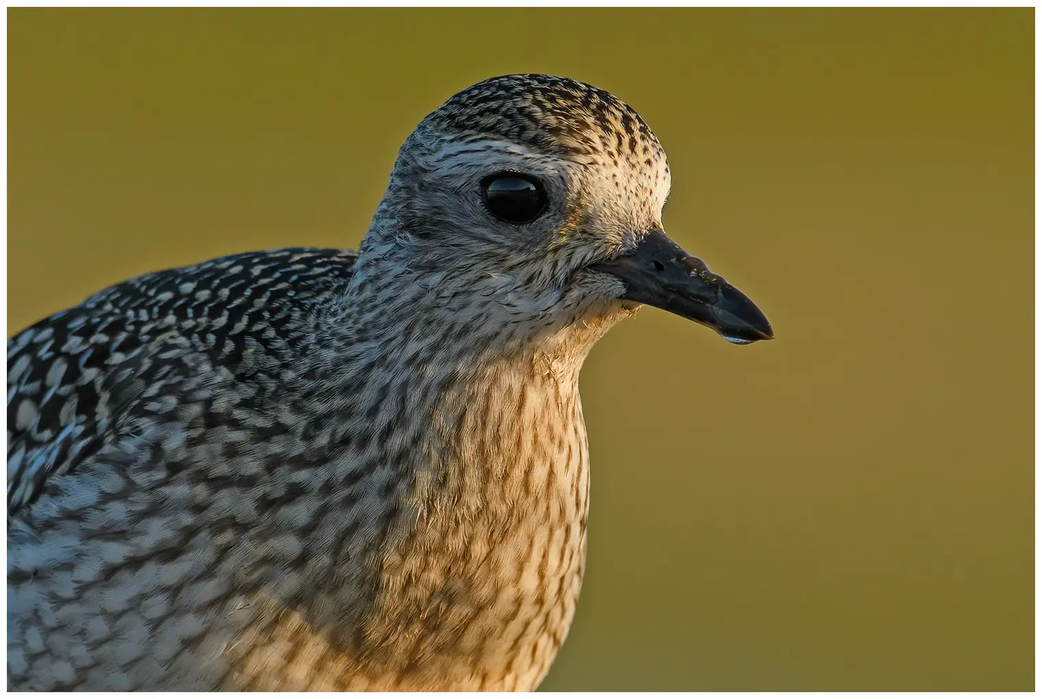 Siewnica
