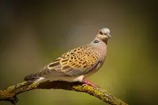 Turkawka