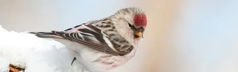 Czeczotka tundrowa. Na ośnieżonej gałęzi. Czerwona plama, podczas gdy górna część zadu i pierś są lekko różowe. Spiczasty pomarańczowy dziób.