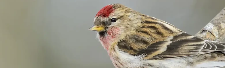 Czeczotka. Siedzi na gałęzi. Mała, pasiasta zięba z krótkim, żółtym dziobem, czarnym śliniakiem i czerwoną plamką z przodu głowy.
