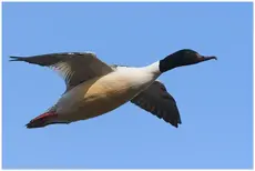 Nurogęś