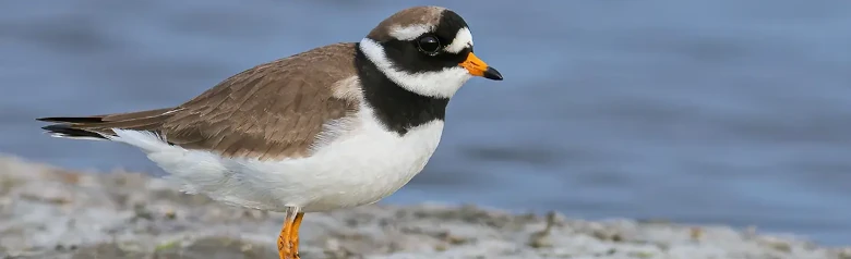 Sieweczka obrożna