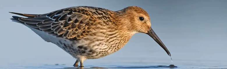 Biegus zmienny