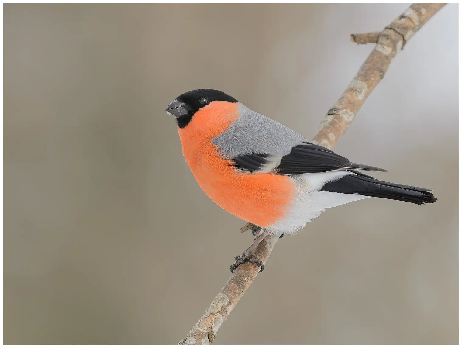 Gil