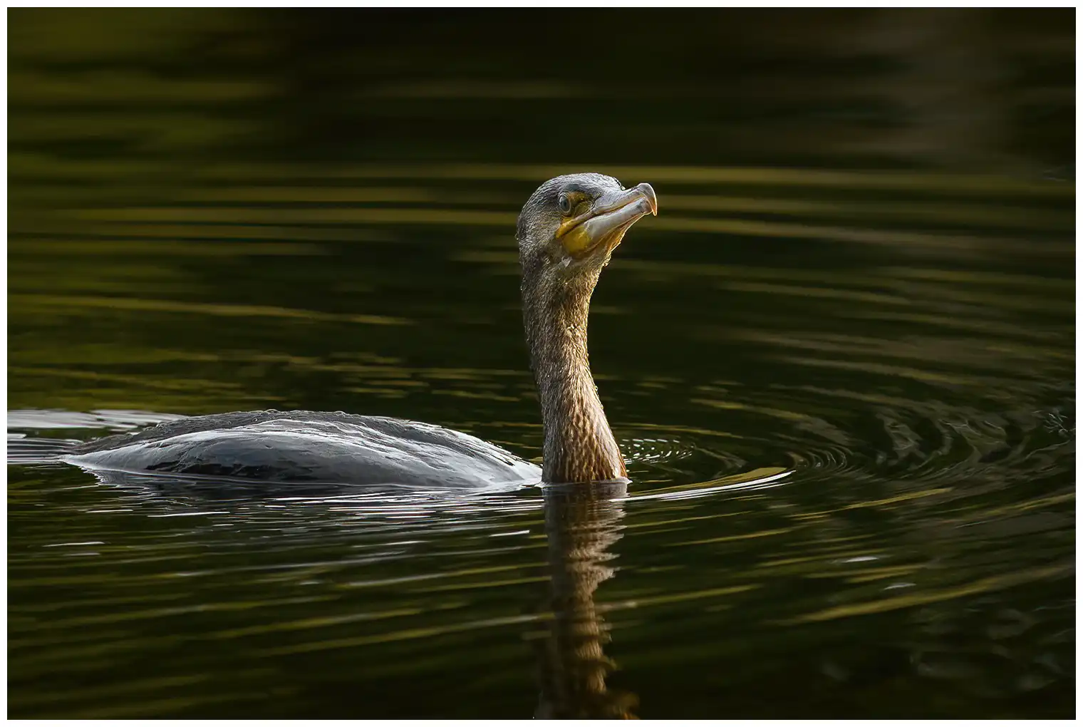 Kormoran
