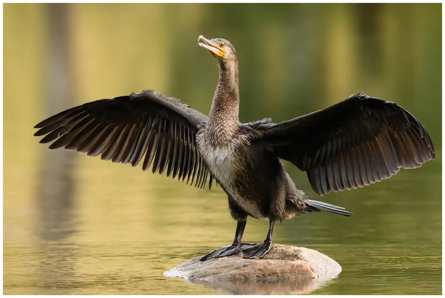 Kormoran