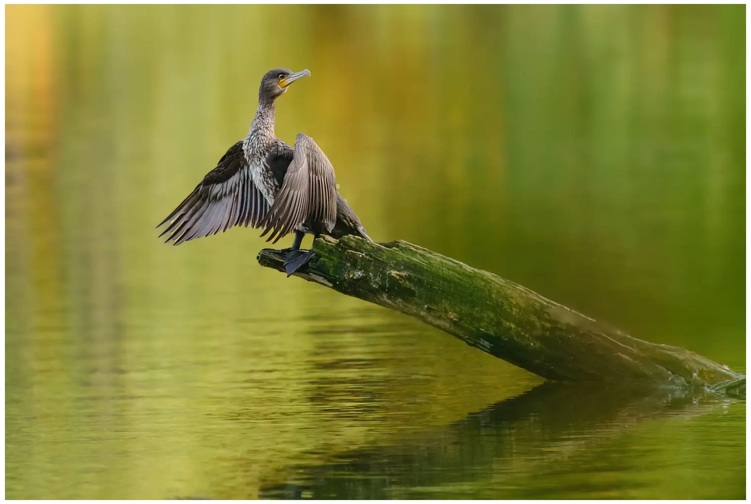 Kormoran