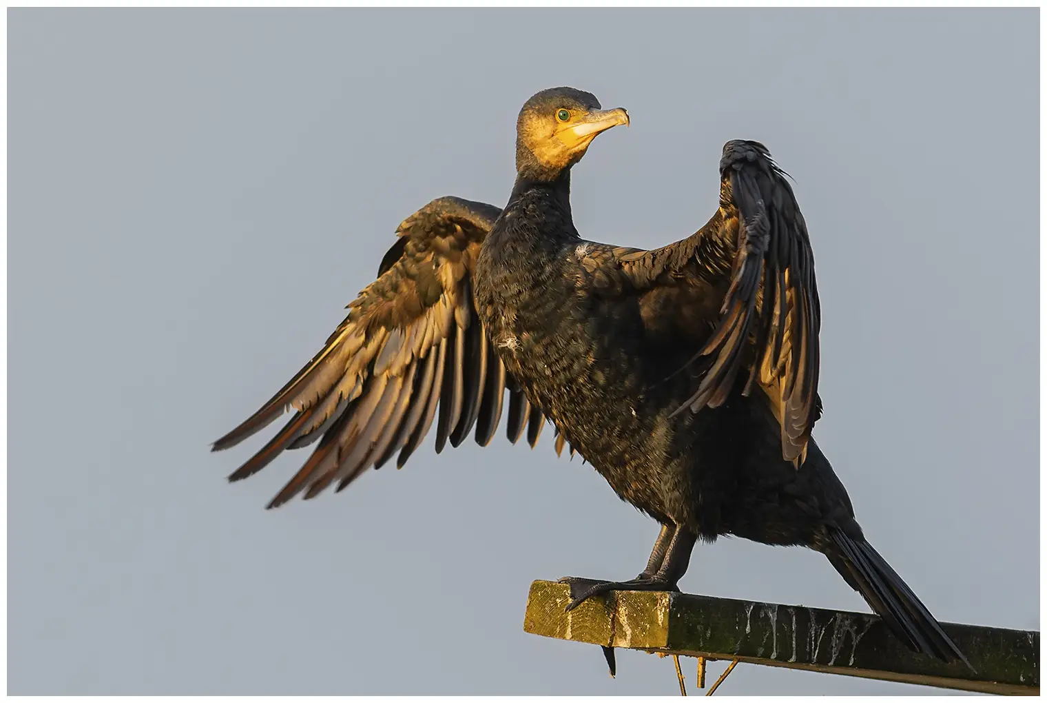 Kormoran