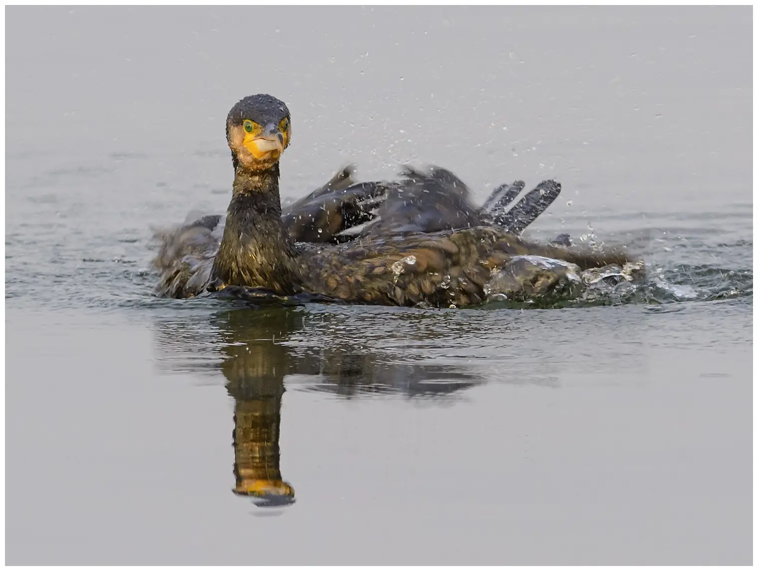 Kormoran
