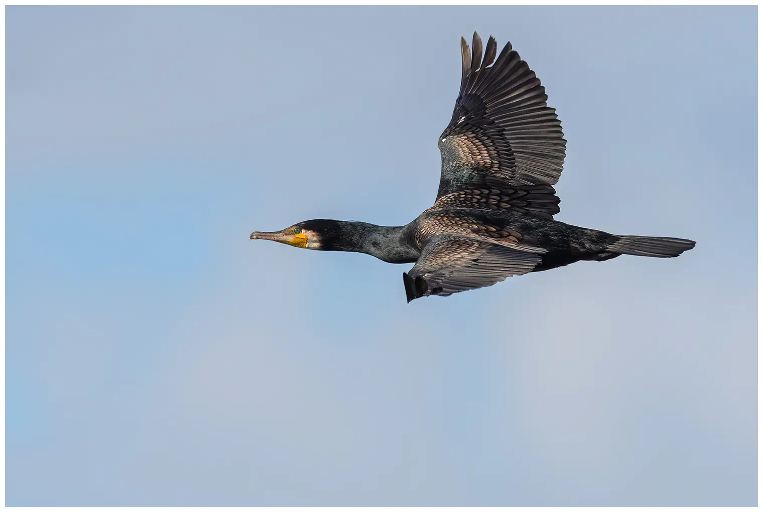 Kormoran