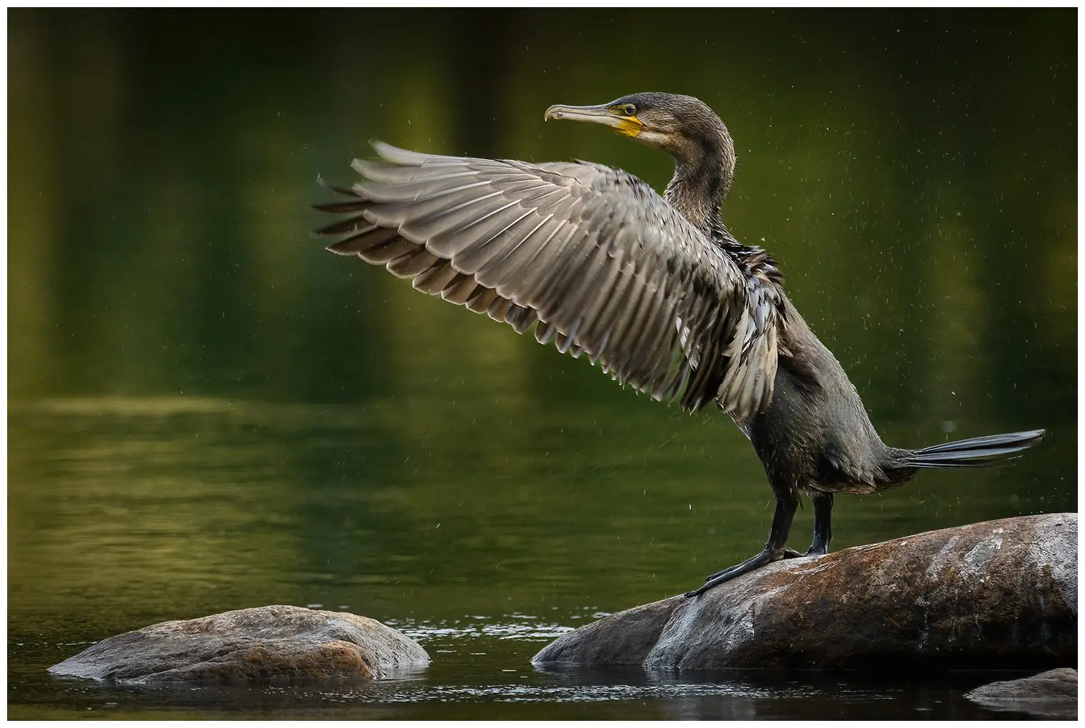 Kormoran