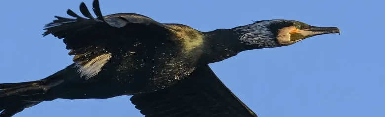 Kormoran