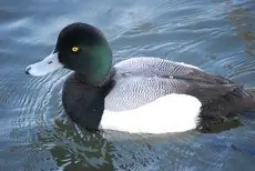 Ogorzałka