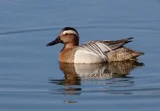 Cyranka