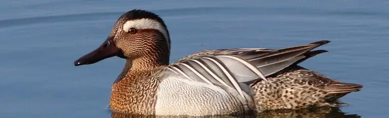 Cyranka sfotografowany na otwartej wodzie. Ptak ma wyraźny jasny pasek na oku.