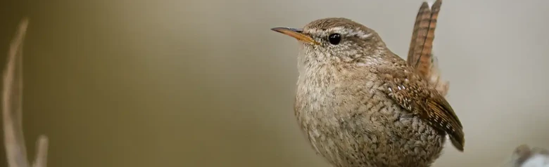 Strzyzyk zwyczajny. Widziany z przodu na gałęzi. Mały rdzawobrązowy ptak z ogonem skierowanym ku górze.