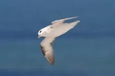 Fulmar