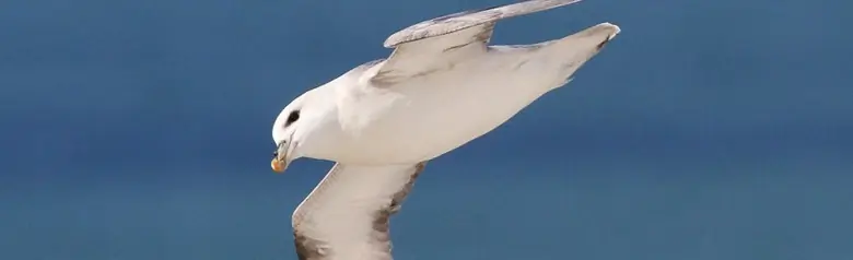Fulmar