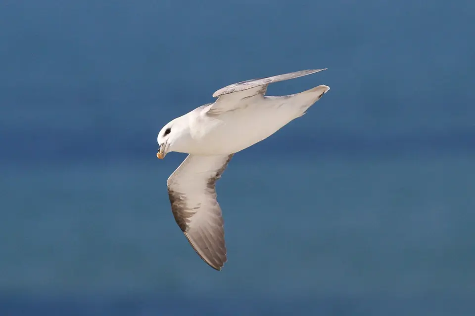 Fulmar