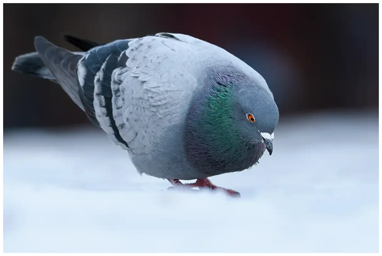 Gołąb miejski